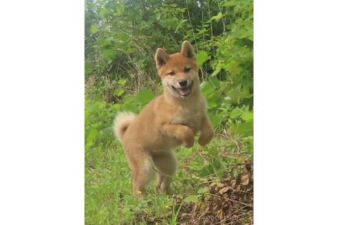 販売中の栃木県の柴犬-396198の3枚目